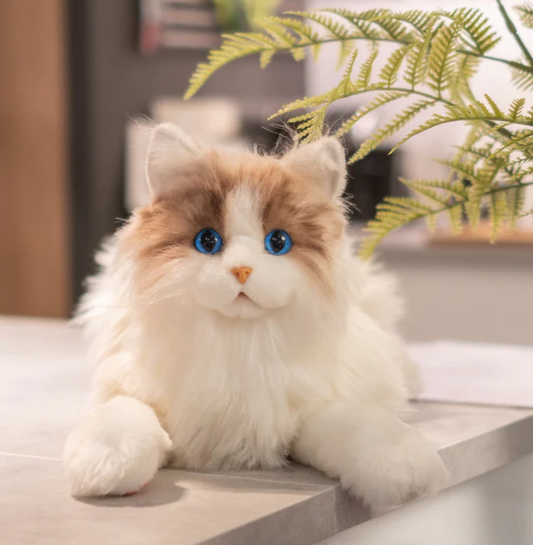 Ragdoll Cat